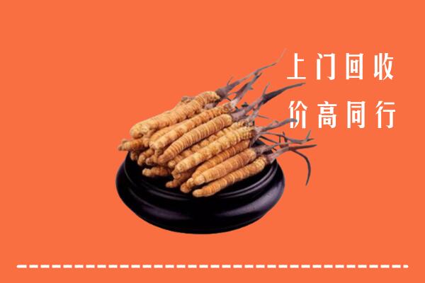 附近收购：南浔区冬虫夏草回收多少钱每克